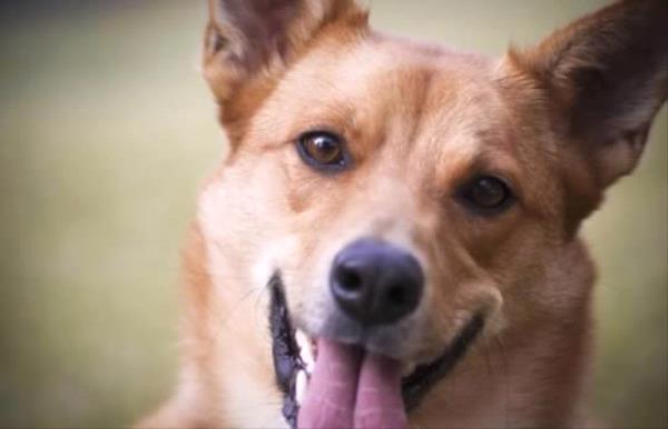 /Images/uploads/Humane Society of Utah/HSU2018/entries/3978thumb.jpg